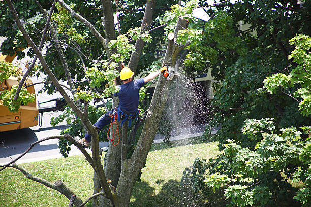 Best Tree and Shrub Care  in Manahawkin, NJ